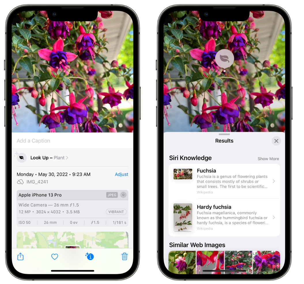 剑川苹果手机维修分享小技巧：使用 iPhone 相机识别花卉植物 
